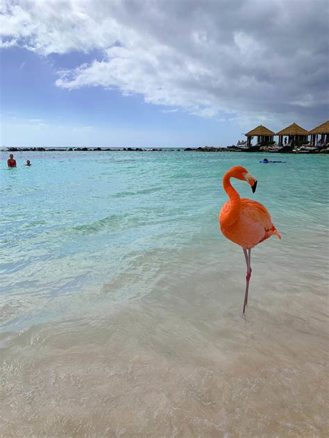 Visiting Flamingo Beach in Aruba